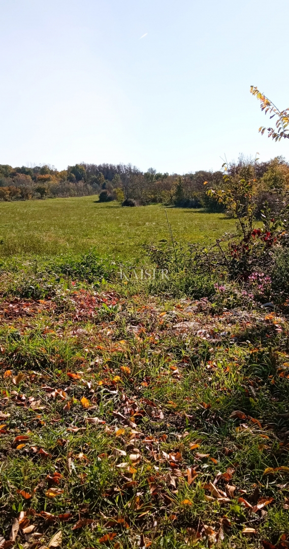 Istra, Baderna - kmetijsko zemljišče 15.300m² s sadnim drevjem