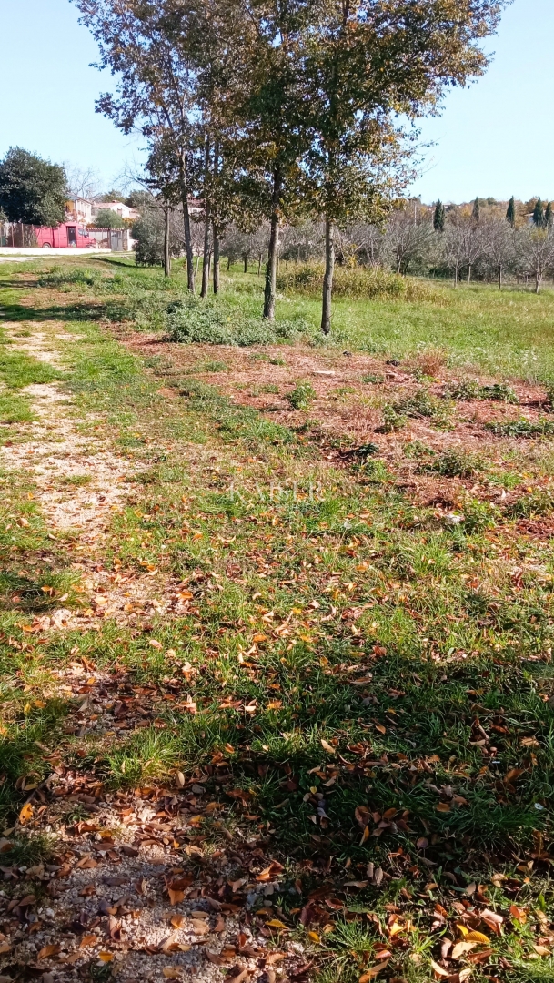 Istra, Baderna - kmetijsko zemljišče 15.300m² s sadnim drevjem
