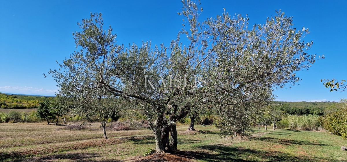 Istra, Jurićani, Edinstvena priložnost!!!! Kamnita hiša v naravi z zemljiščem!!!!