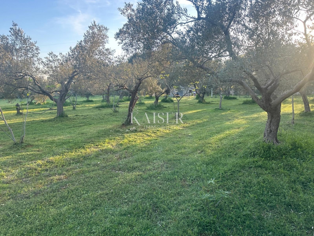Istra, Vodnjan - Maslenik 2000m2 s 40 oljkami 