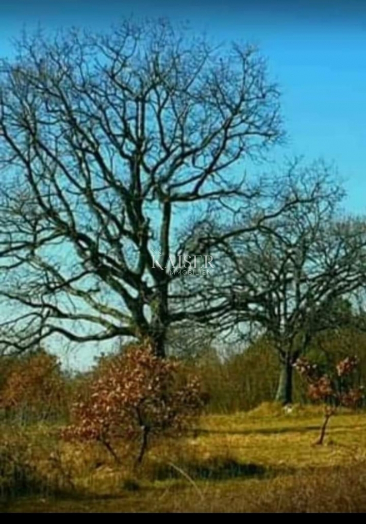 Istra, Krnica - pristna istrska kmetija 7000m2