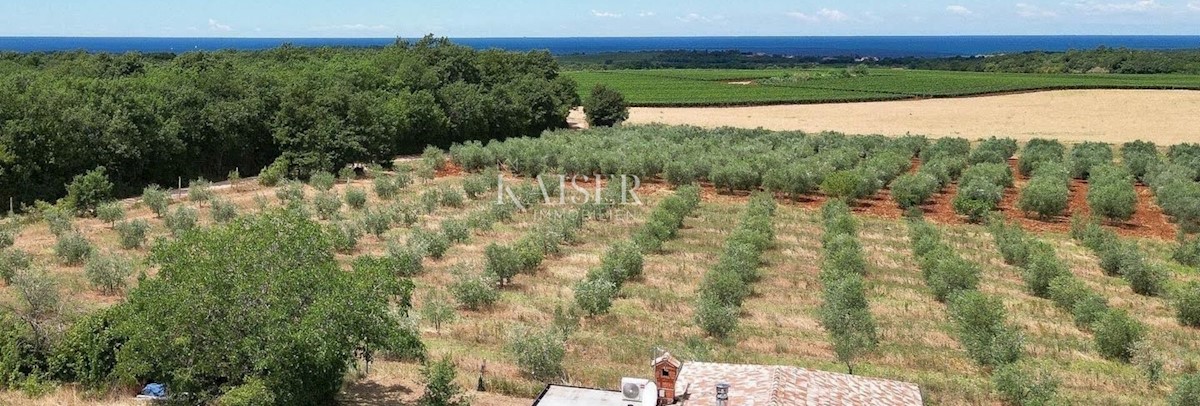 Istra, Novigrad - vila s čudovitim pogledom na morje in oljčne nasade