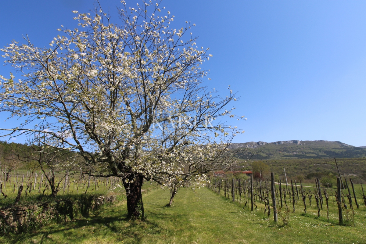 Istra - Buzet, hiša z zemljiščem na 20000 m2