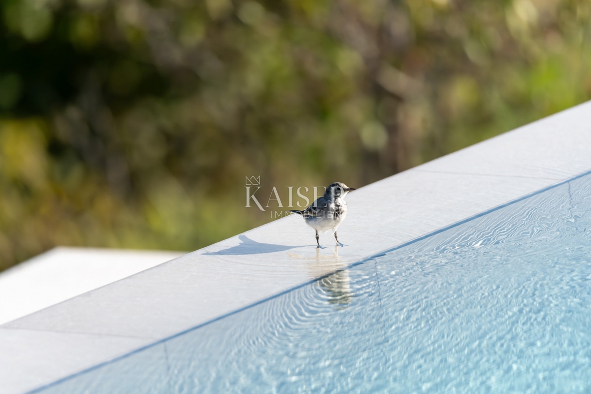 Momjan, Istra, razkošna oaza na gričih čarobnega Momjana