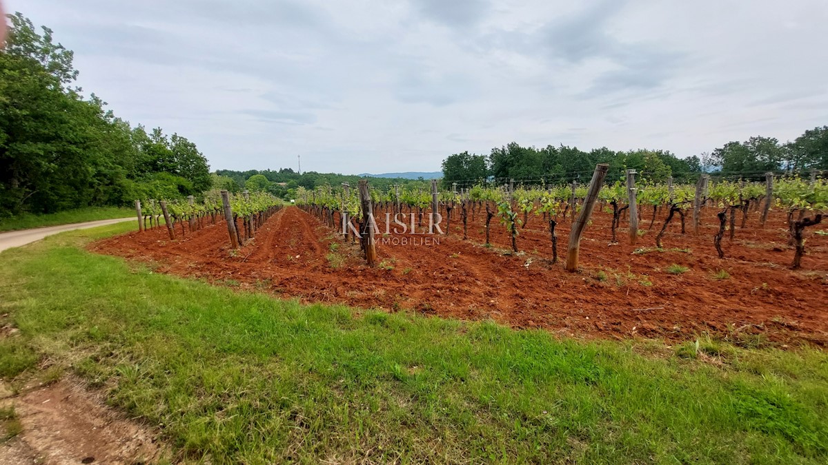  Posestva Vižinada, 90.000m2