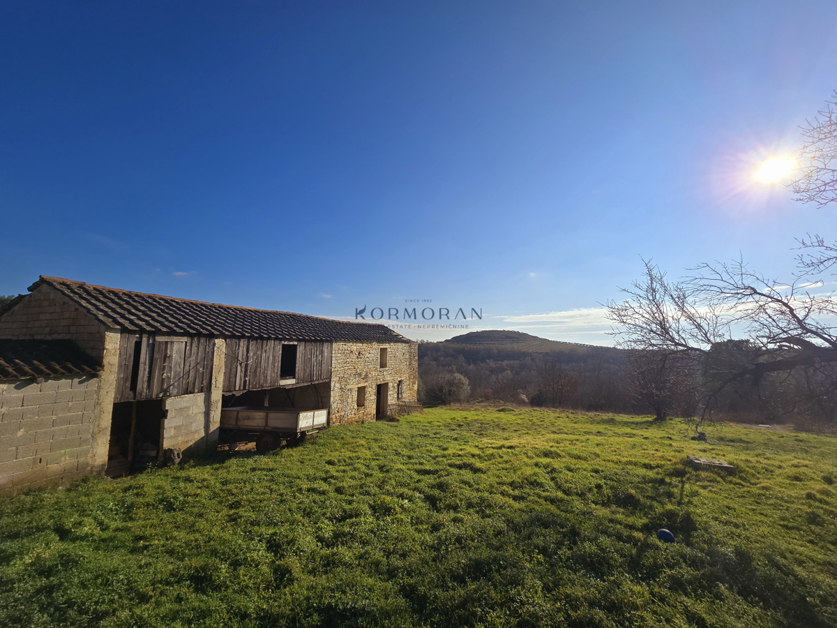 iša z velikim potencialom v bližini Buja