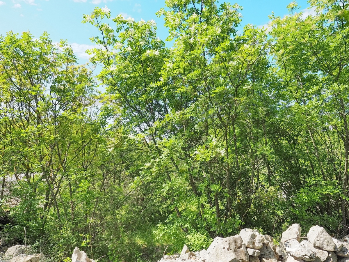Krk, okolica, kmetijsko zemljišče z dostopno cesto, PRODAJA!