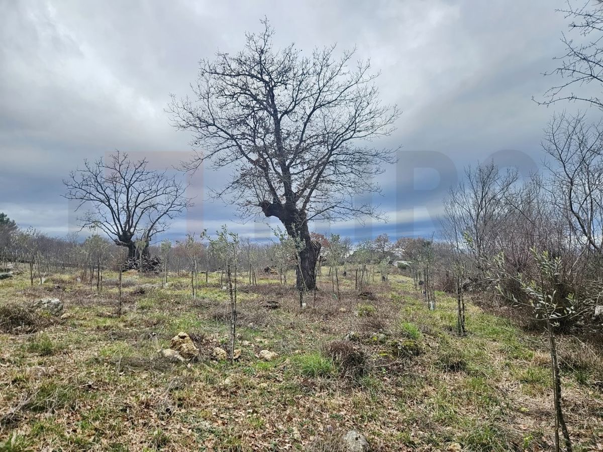 Krk, Poljica, kmetijsko zemljišče z dostopno cesto!