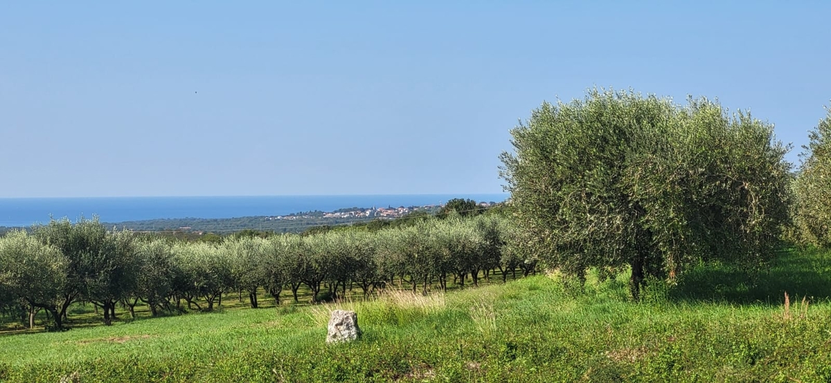 Kaštelir, Kaštelir-Labinci, 750m2