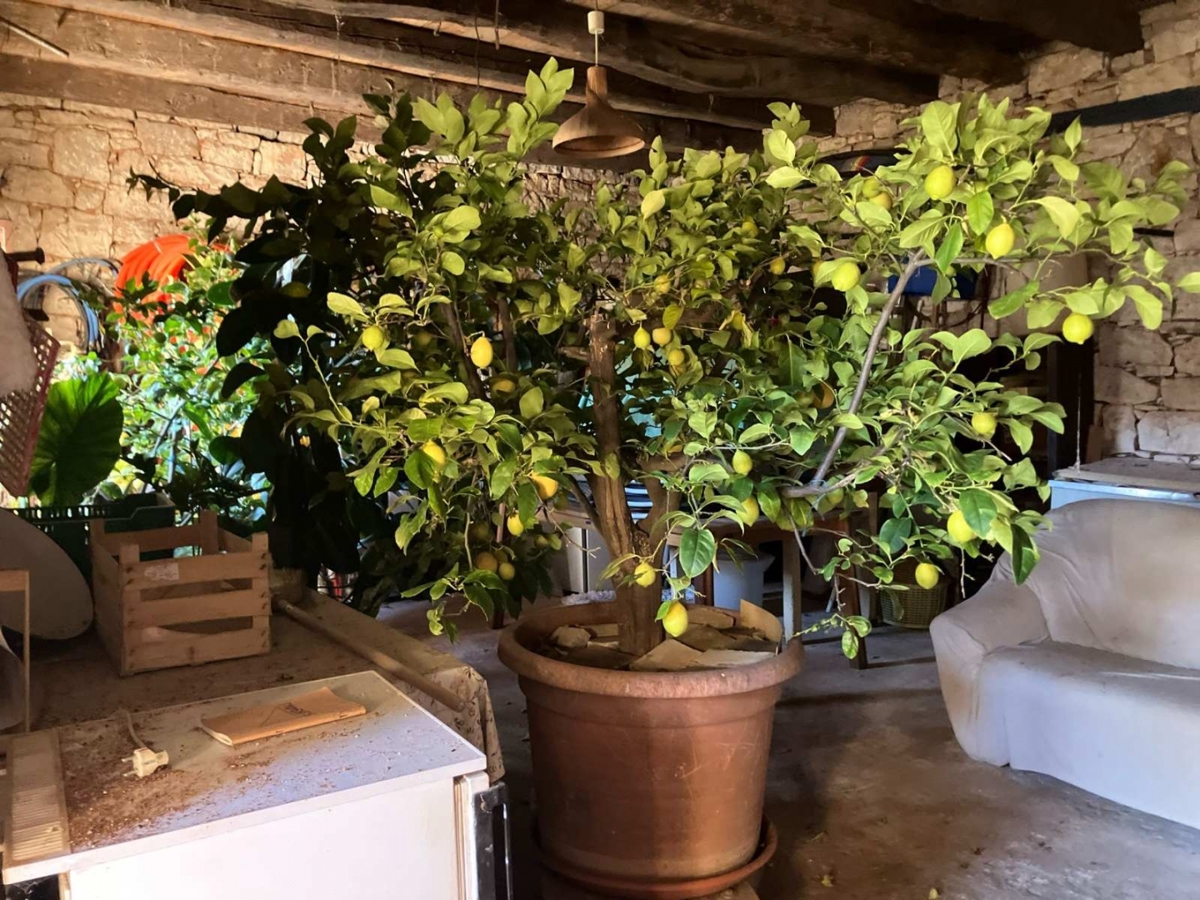 Sveti Lovreč, 285m2