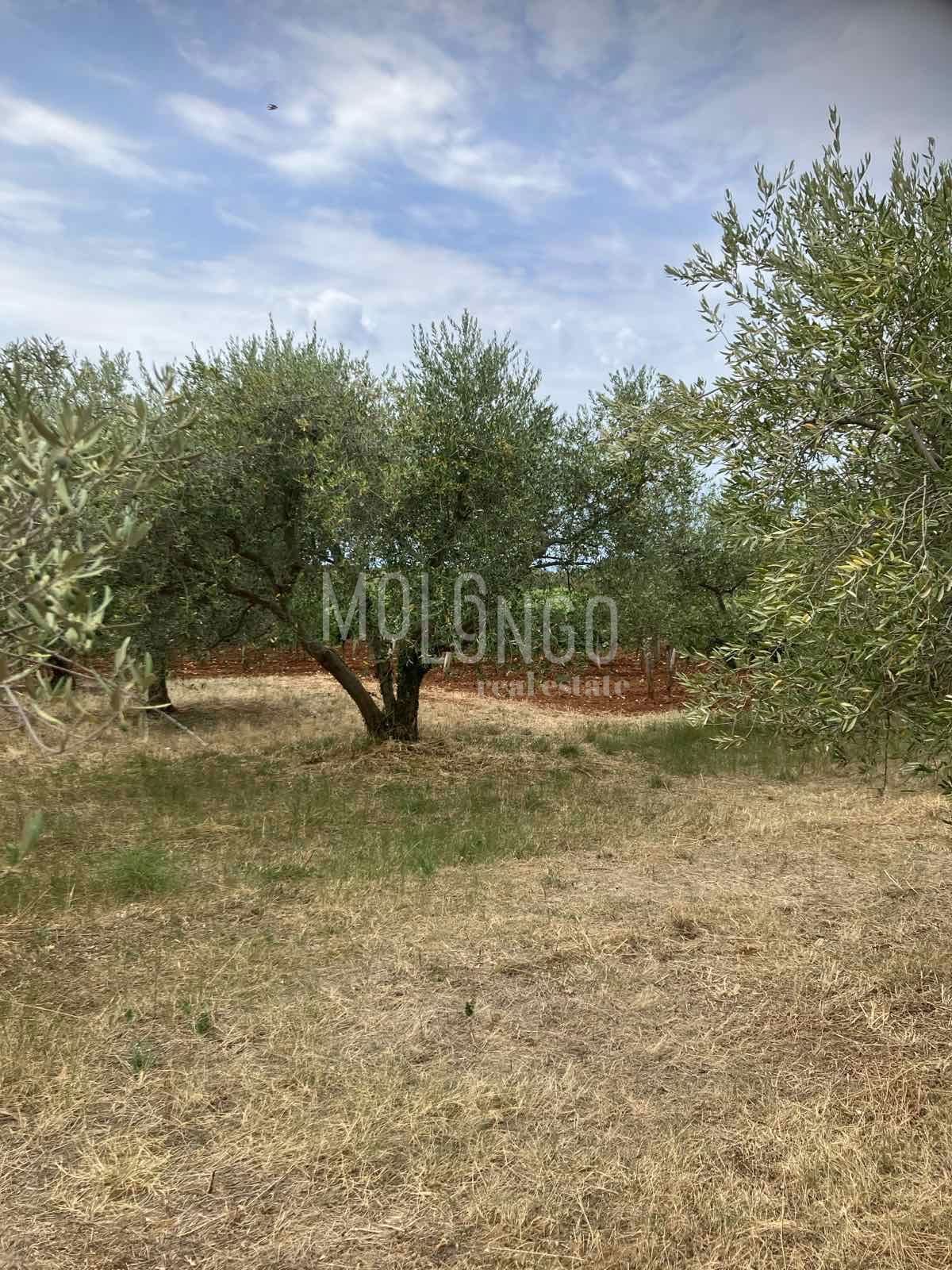 Zemljišče Kaštelir, Kaštelir-Labinci, 1.277m2