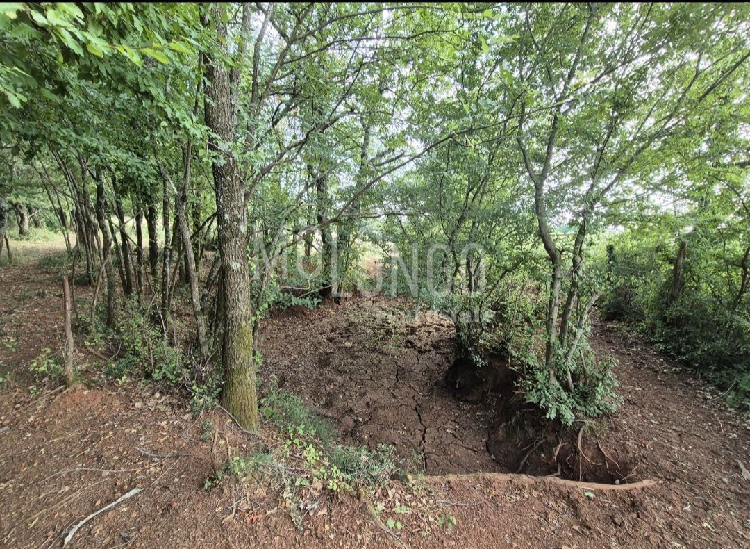 Zemljišče Cerjani, Kaštelir-Labinci, 24.118m2