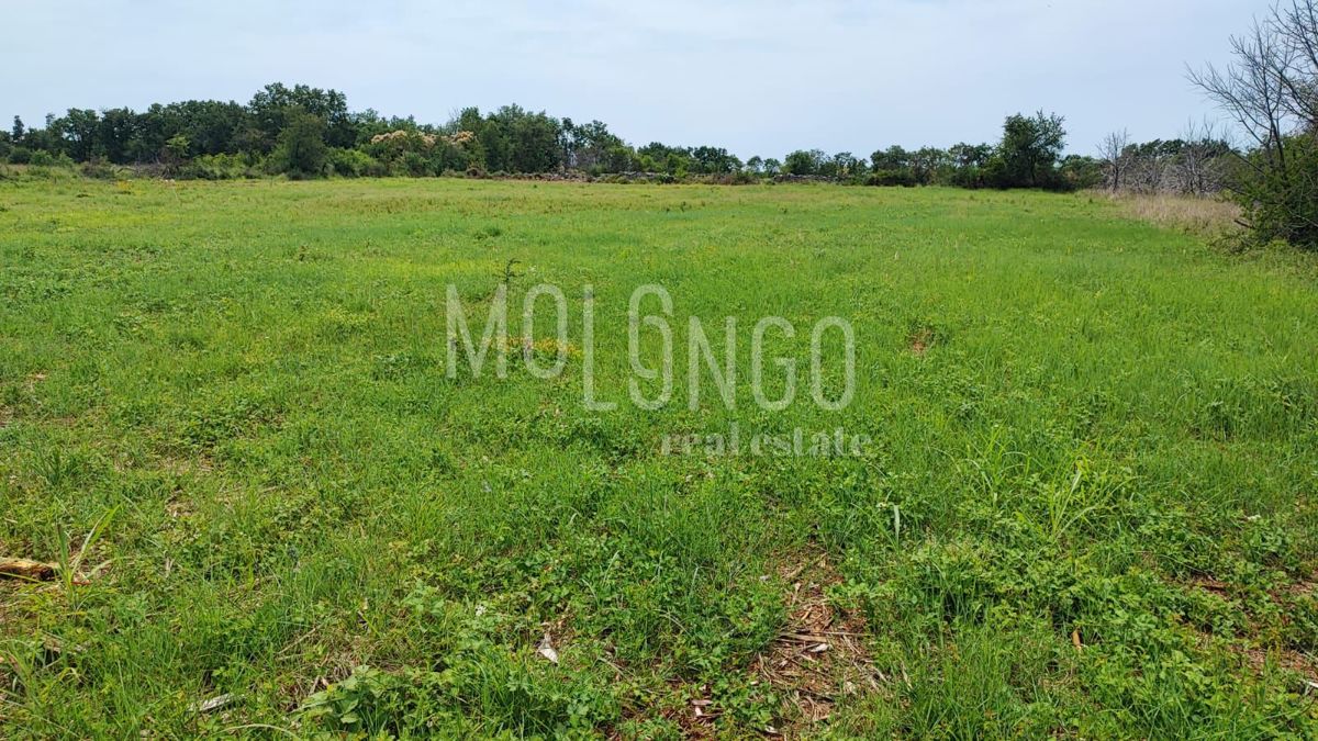 Zemljišče Kršete, Buje, 49.000m2