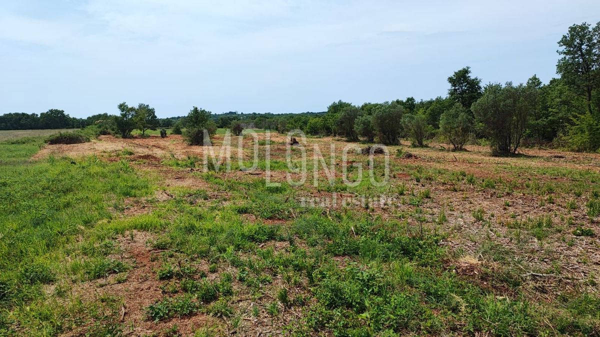 Zemljišče Kršete, Buje, 49.000m2