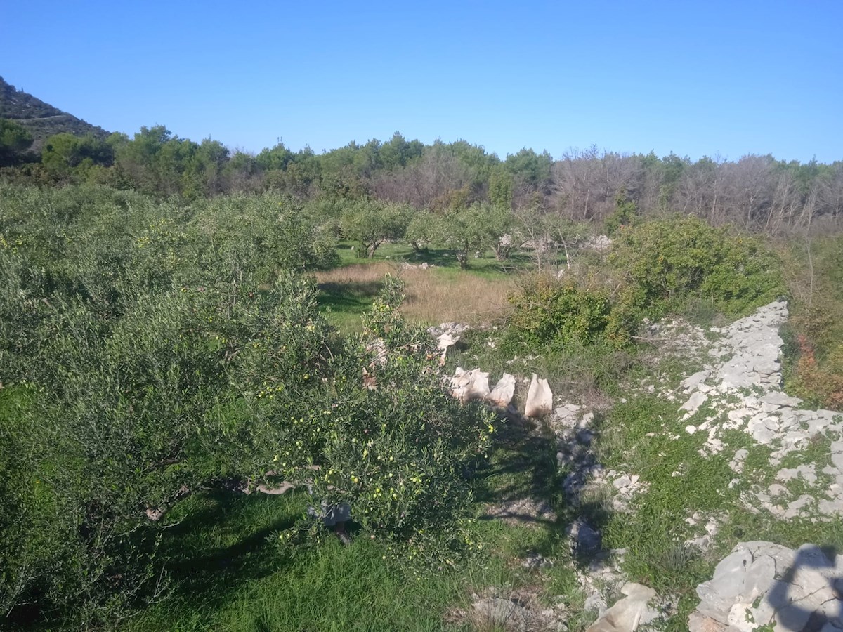 Vodice, lep in urejen oljčnik