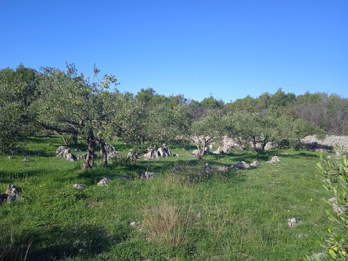 Vodice, lep in urejen oljčnik