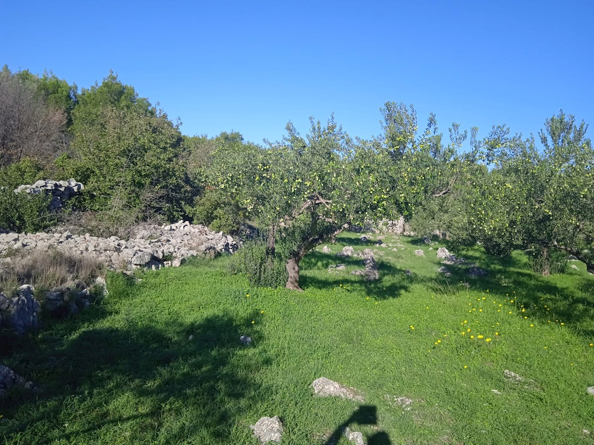 Vodice, lep in urejen oljčnik