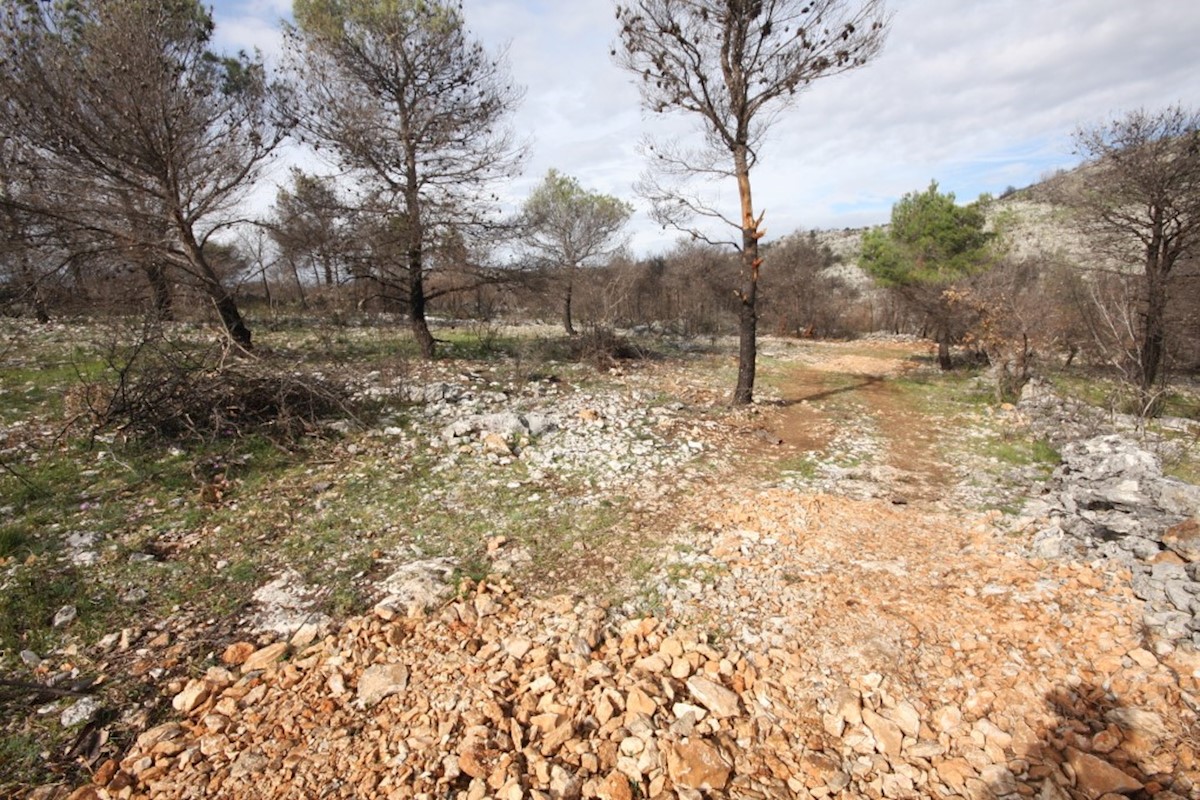 Vodice, oljčni nasad z možnostjo gradnje