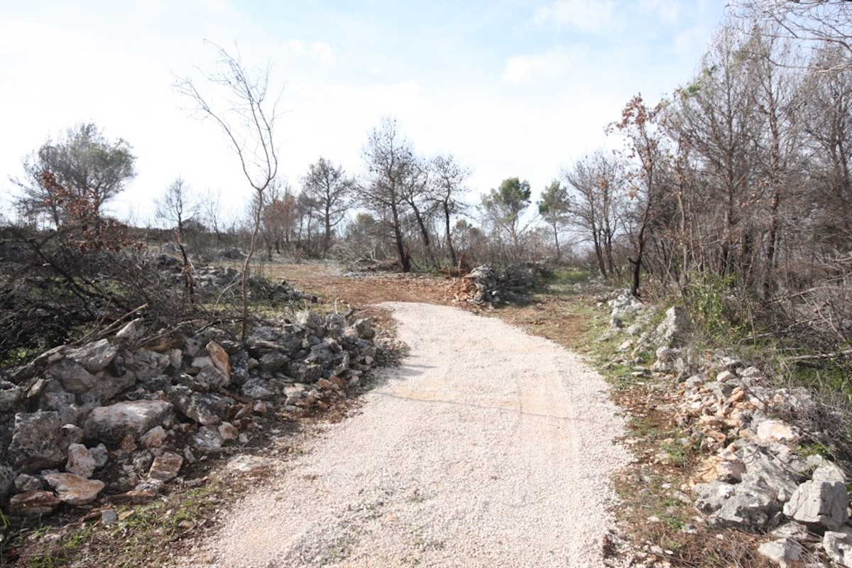 Vodice, oljčni nasad z možnostjo gradnje