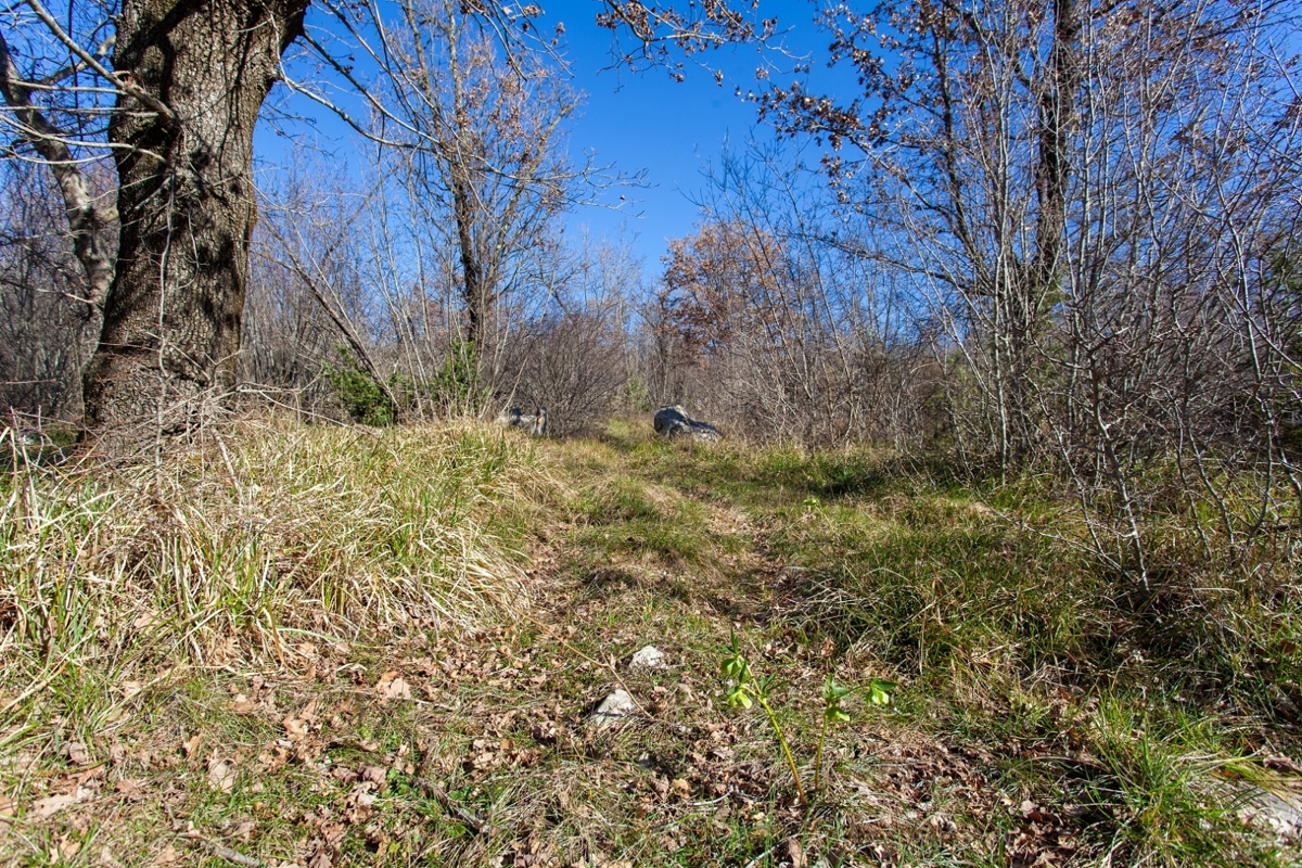 OTOK KRK – Prostrano zemljišče z gozdom in velikim potencialom