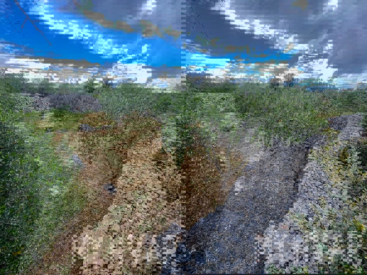 Dvojček hiše, kmetija in oljčni nasad ob morju na Hvaru