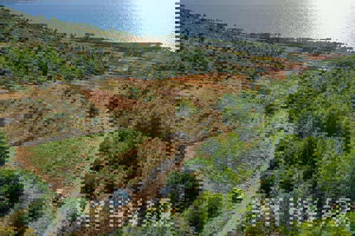 Oljčni nasad v Ivan Dolcu s pogledom na morje