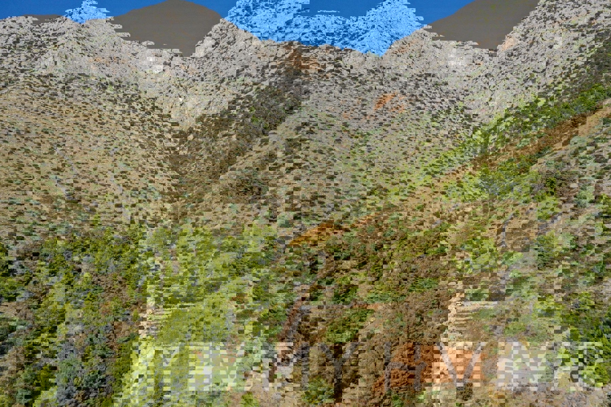 Oljčni nasad v Ivan Dolcu s pogledom na morje