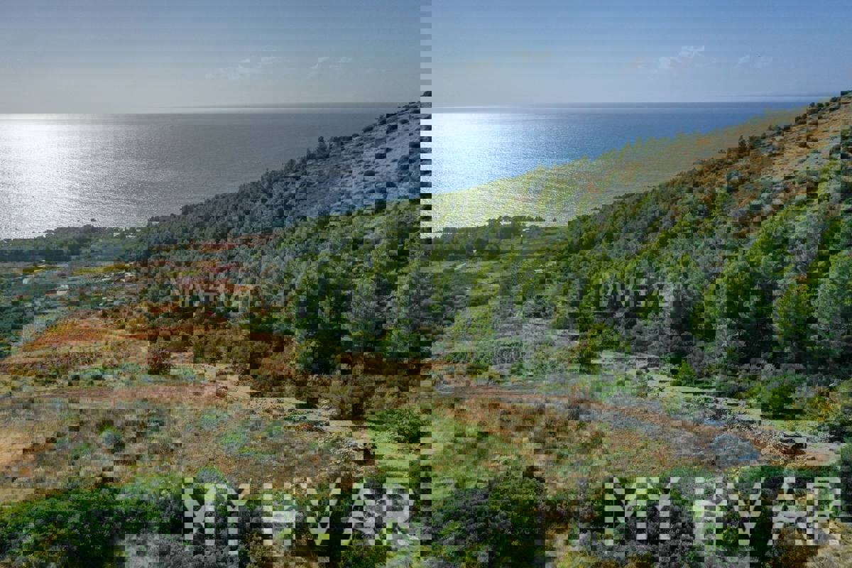 Oljčni nasad v Ivan Dolcu s pogledom na morje