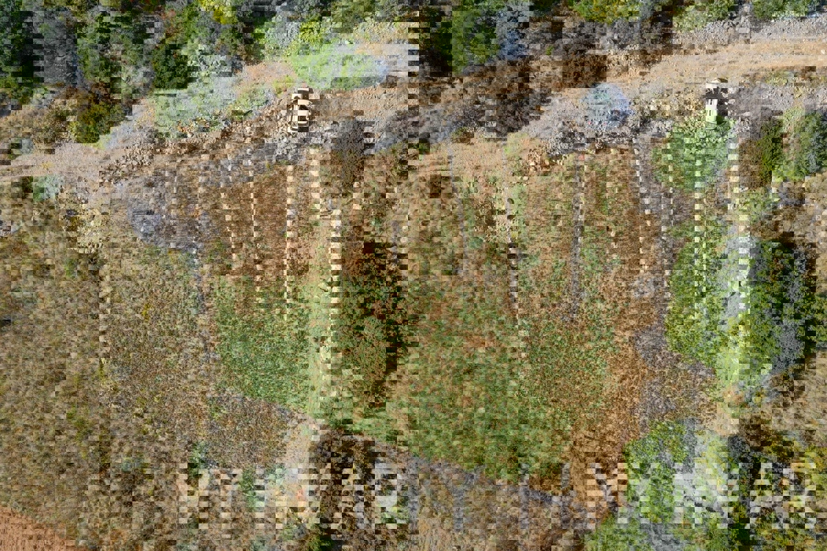 Oljčni nasad v Ivan Dolcu s pogledom na morje