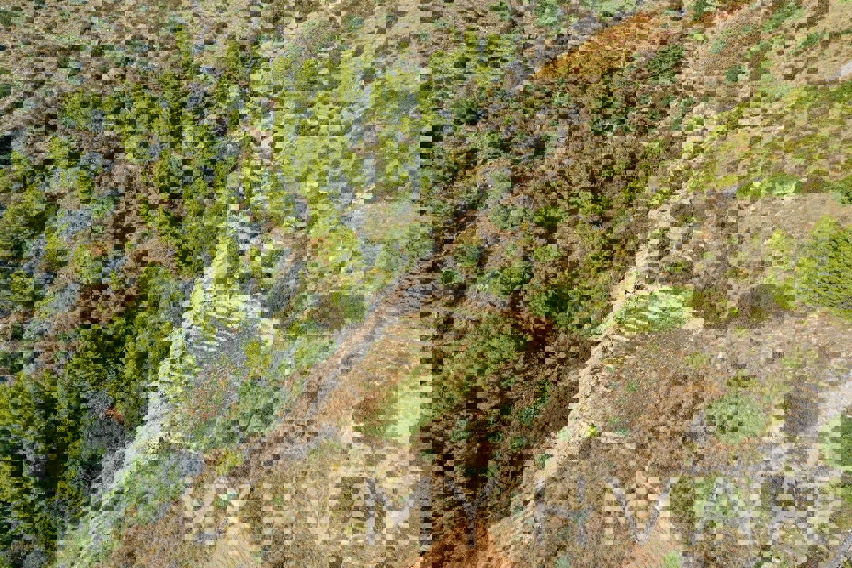 Oljčni nasad v Ivan Dolcu s pogledom na morje