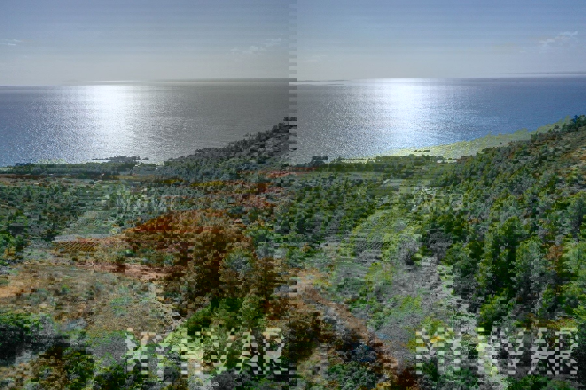 Oljčni nasad v Ivan Dolcu s pogledom na morje