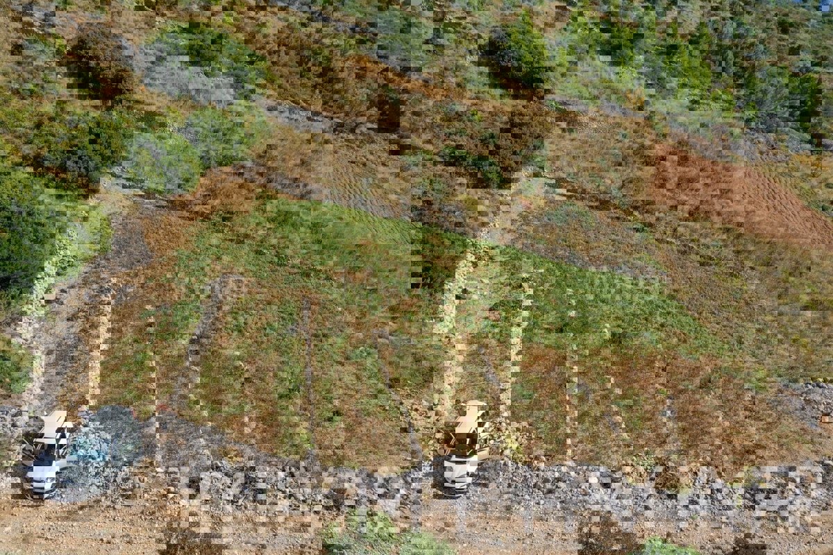 Oljčni nasad v Ivan Dolcu s pogledom na morje