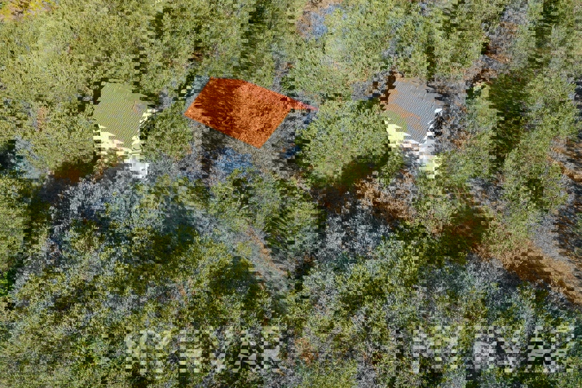 Oljčni nasad s pogledom na morje v Jelsi