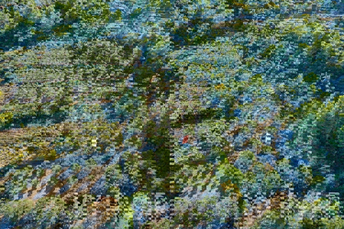 Oljčni nasad s pogledom na morje v Jelsi