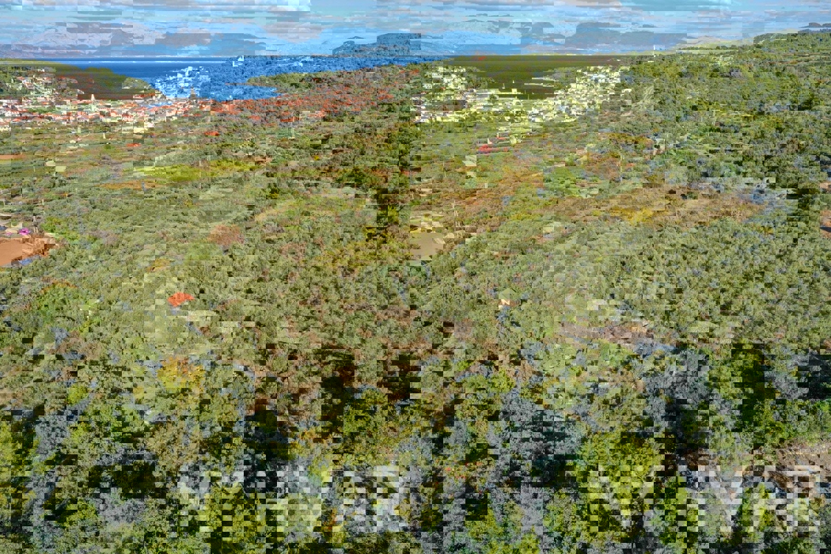 Oljčni nasad s pogledom na morje v Jelsi