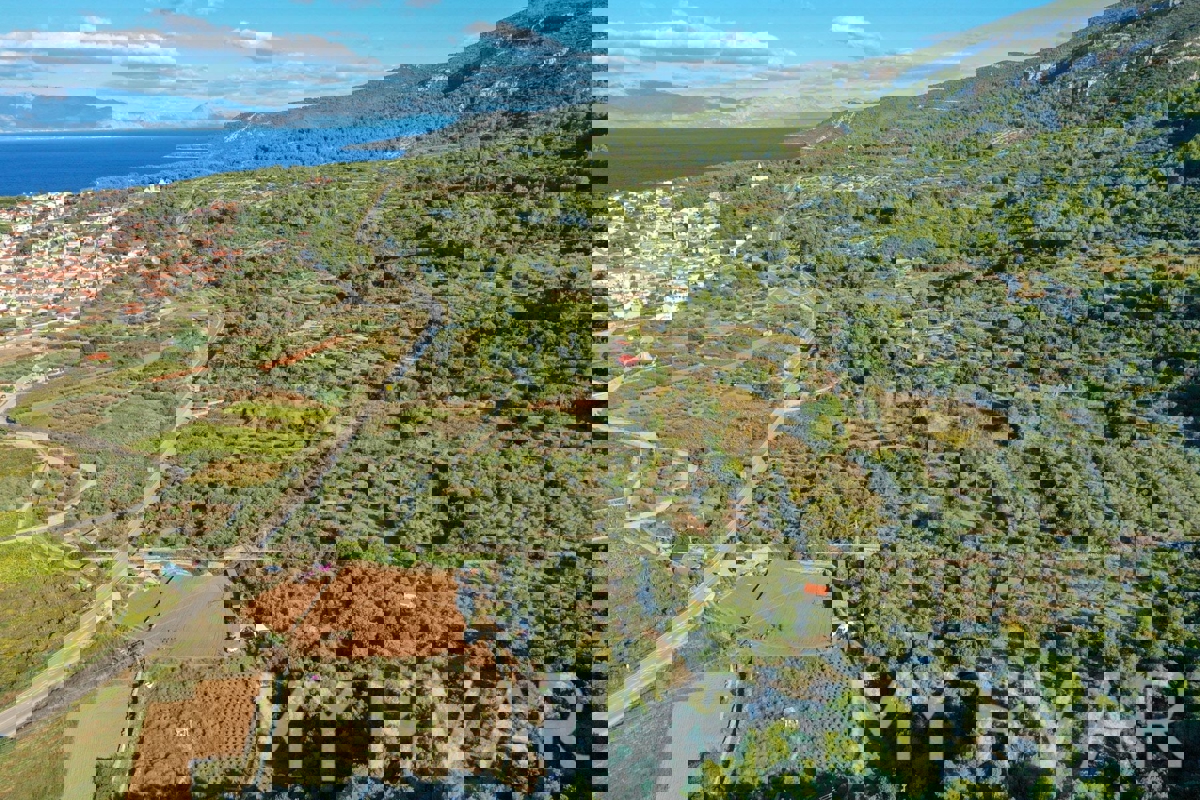 Oljčni nasad s pogledom na morje v Jelsi