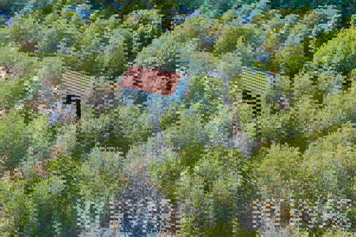 Oljčni nasad s pogledom na morje v Jelsi