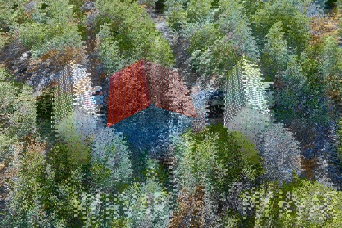 Oljčni nasad s pogledom na morje v Jelsi