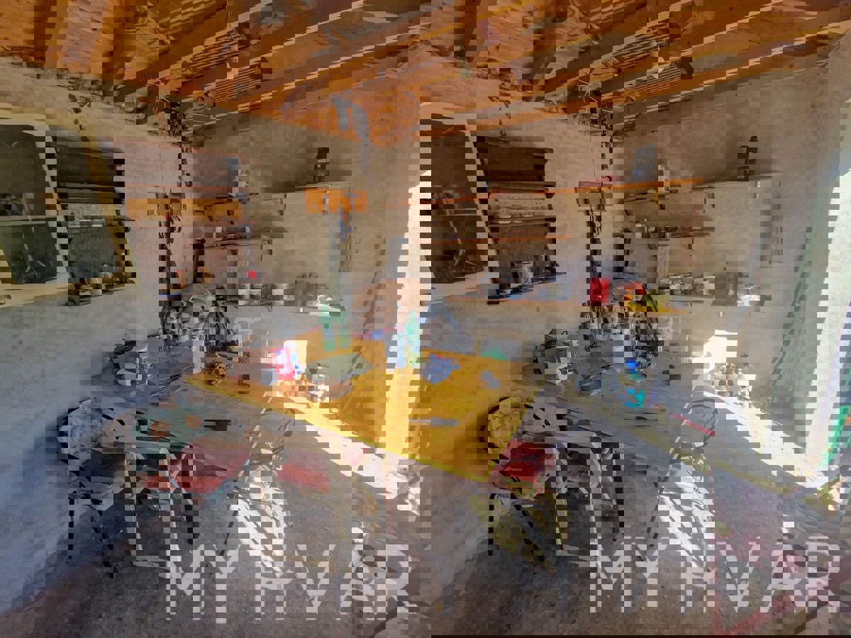 Oljčni nasad s pogledom na morje v Jelsi