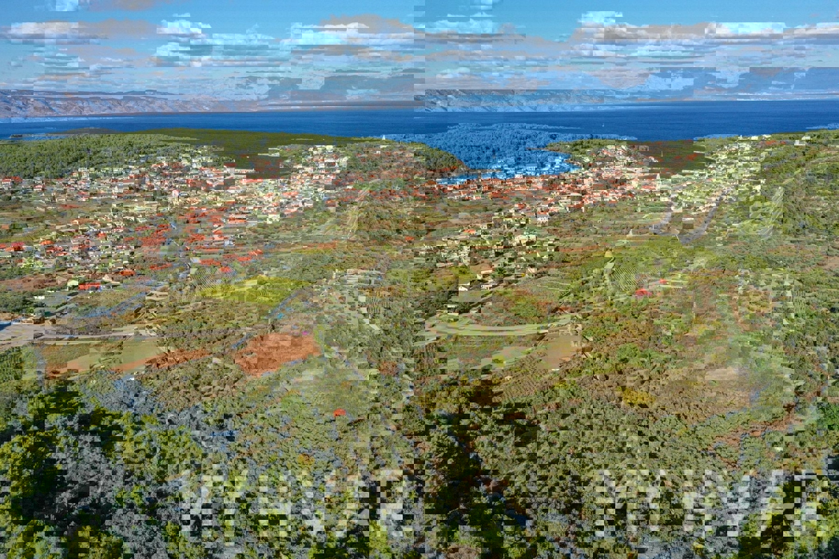 Oljčni nasad s pogledom na morje v Jelsi