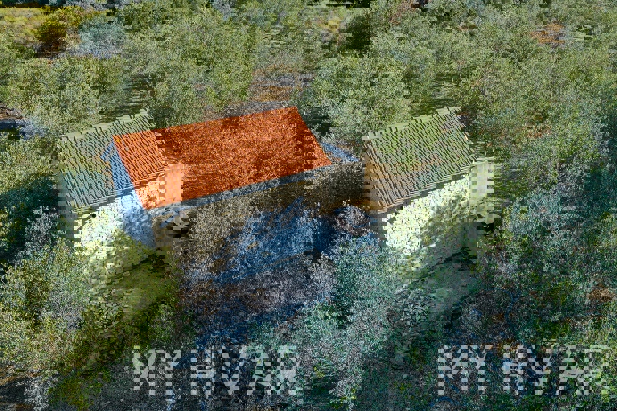 Oljčni nasad s pogledom na morje v Jelsi