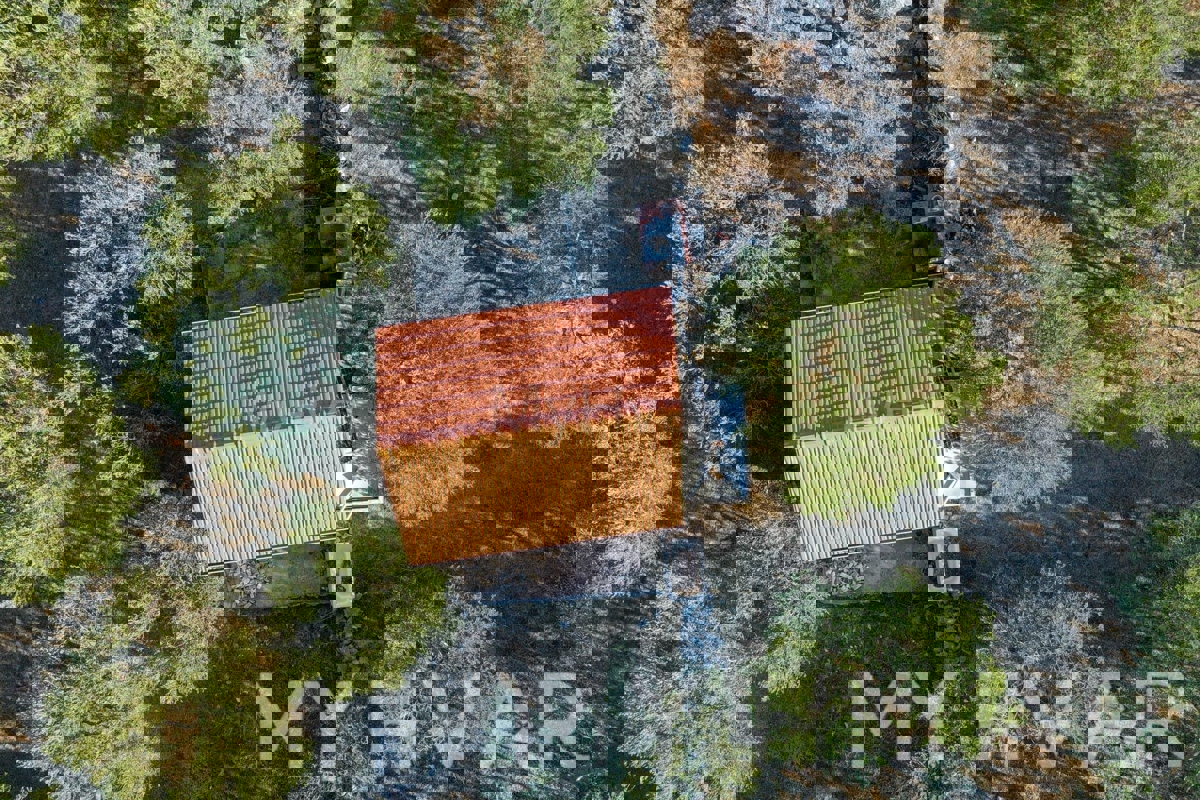 Oljčni nasad s pogledom na morje v Jelsi