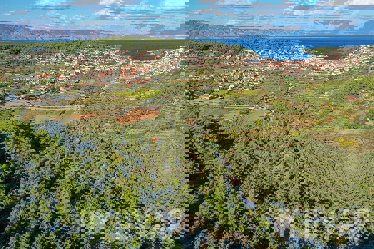 Oljčni nasad s pogledom na morje v Jelsi