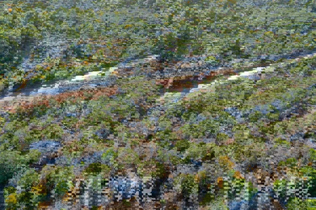 Oljčni nasad v bližini starega mestnega jedra