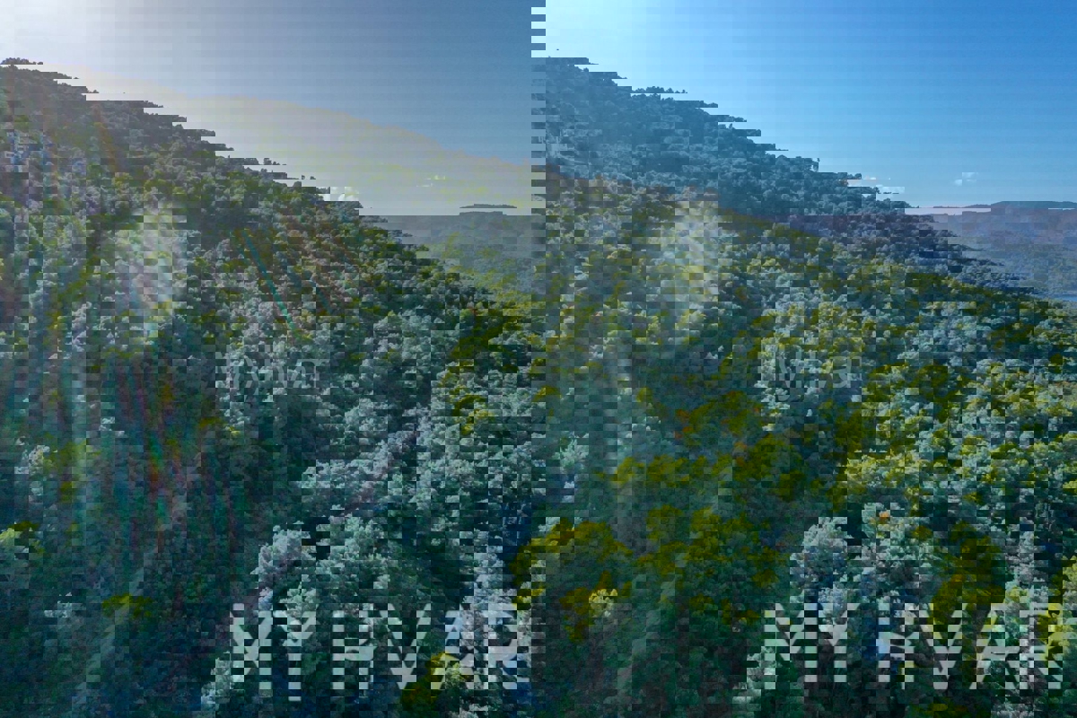 Oljčni nasad v bližini starega mestnega jedra