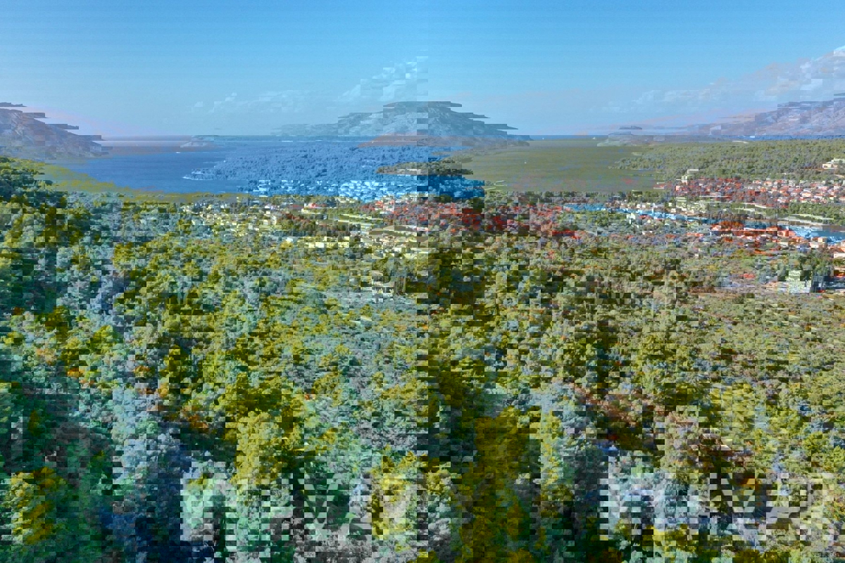 Oljčni nasad v bližini starega mestnega jedra