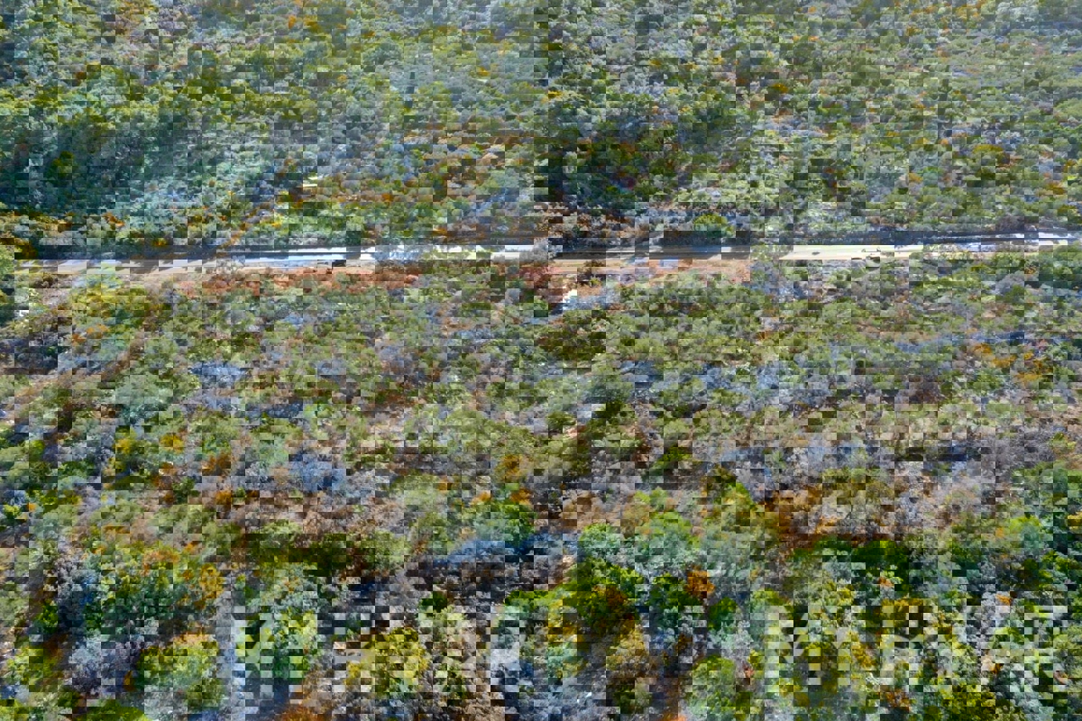 Oljčni nasad v bližini starega mestnega jedra