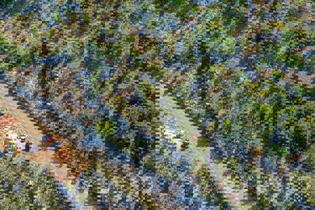 Oljčni nasad v bližini starega mestnega jedra