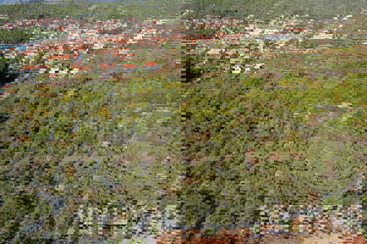 Oljčni nasad v bližini starega mestnega jedra