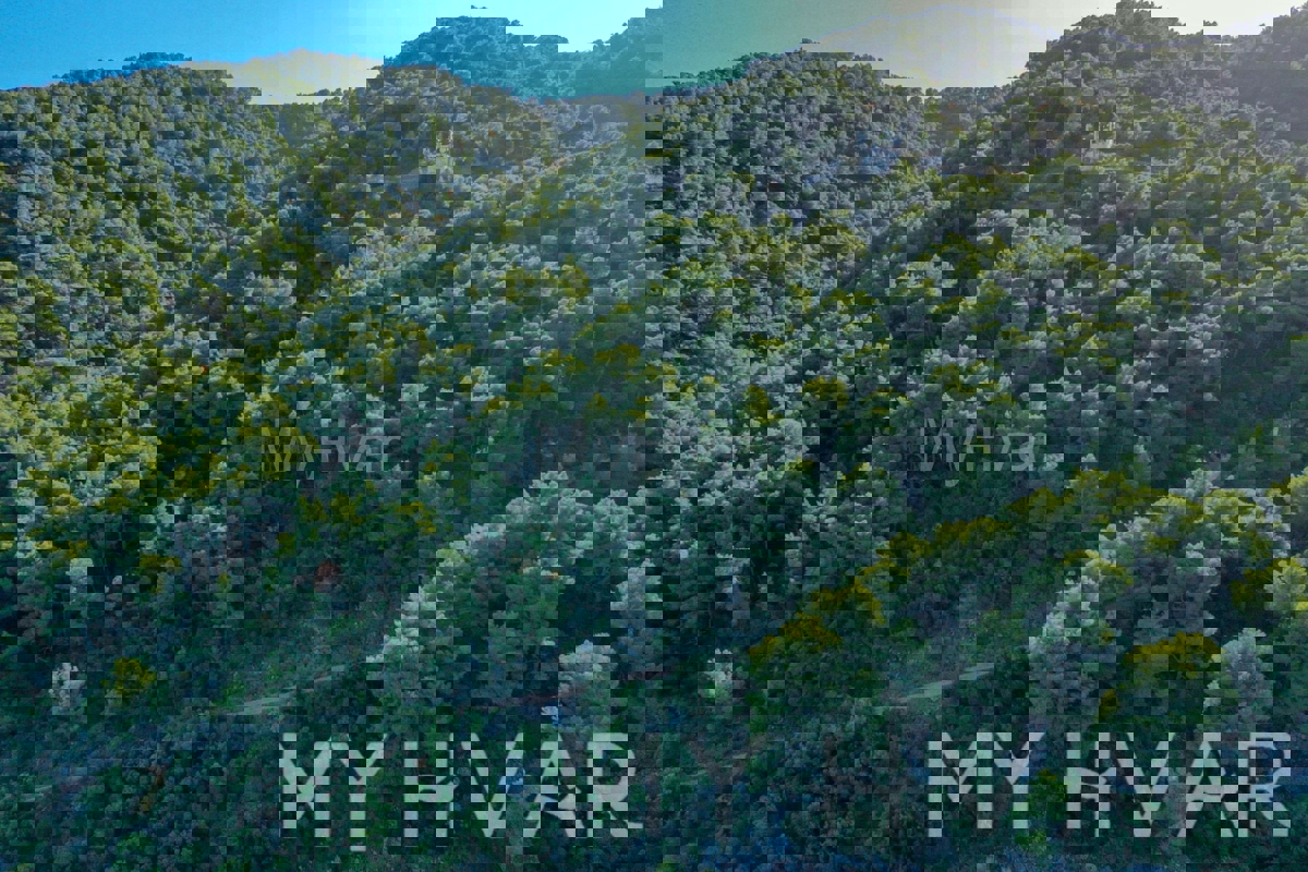 Oljčni nasad v bližini starega mestnega jedra